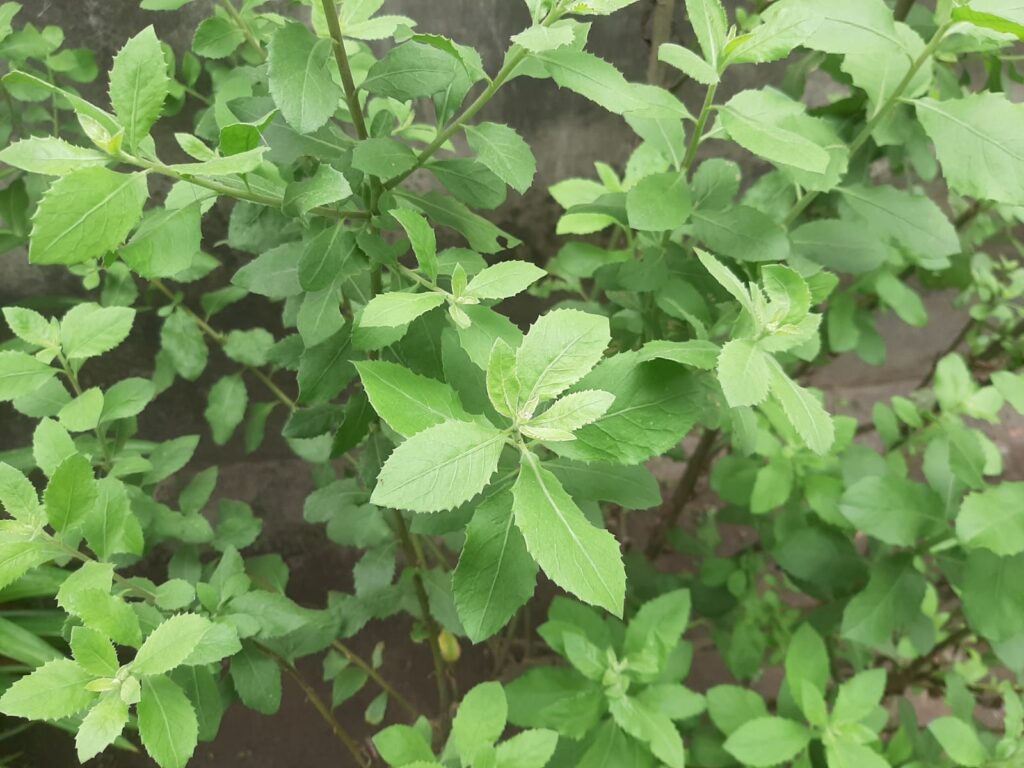 Manfaat Daun Beluntas