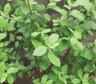 Manfaat Daun Beluntas